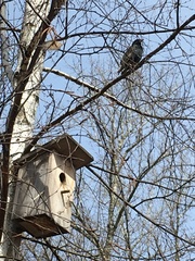 Sturnus vulgaris