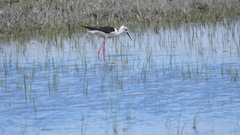 Himantopus himantopus