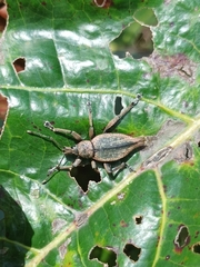 Elytrurus serrulatus