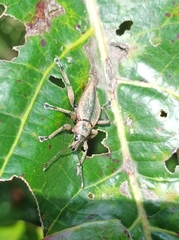 Elytrurus serrulatus