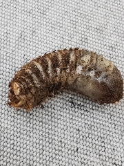 Cetoniinae
