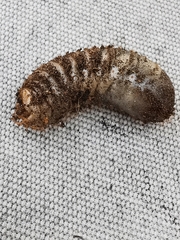 Cetoniinae