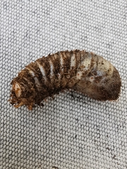 Cetoniinae