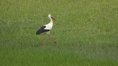 Ciconia ciconia