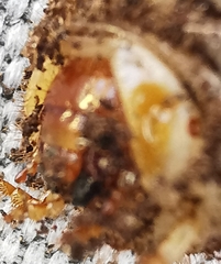 Cetoniinae