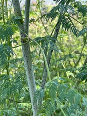 Conium maculatum