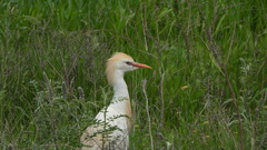 Bubulcus ibis