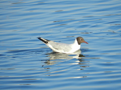 Chroicocephalus ridibundus
