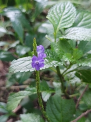 Stachytarpheta urticifolia