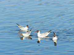 Chroicocephalus ridibundus