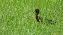 Plegadis falcinellus