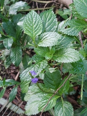 Stachytarpheta urticifolia