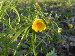 Ranunculus cassubicus