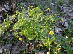 Ranunculus cassubicus