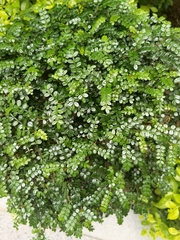 Zanthoxylum beecheyanum