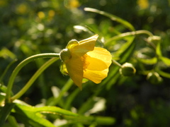 Ranunculus cassubicus