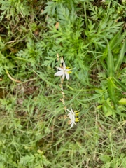 Chlorophytum comosum