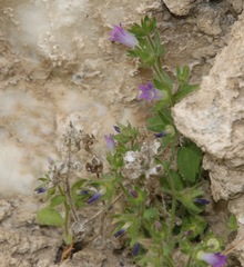 Campanula erinus