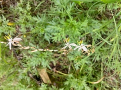 Chlorophytum comosum