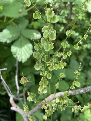 Rumex
