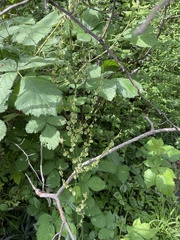 Rumex