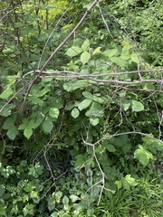 Rumex