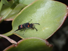 Ancistrocerus haematodes