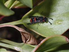 Ancistrocerus haematodes