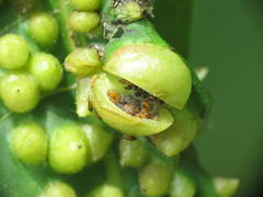 Phylloxera caryaecaulis