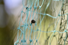 Alcimocoris japonensis