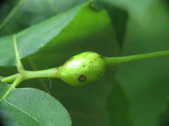 Phylloxera caryaecaulis