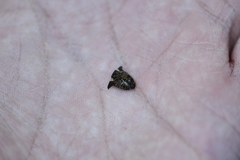 Alcimocoris japonensis