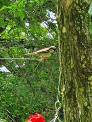 Passer domesticus