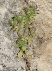Campanula erinus
