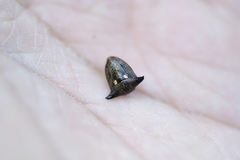 Alcimocoris japonensis