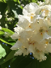 Catalpa speciosa