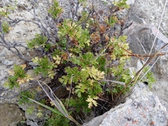 Acaena glabra