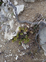 Acaena glabra
