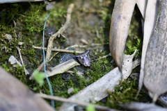 Alcimocoris japonensis