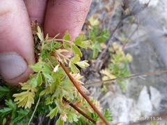 Acaena glabra