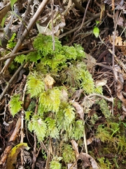 Sciadocladus menziesii