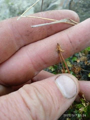 Acaena glabra