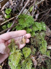 Sciadocladus menziesii