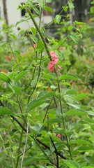 Stachytarpheta mutabilis