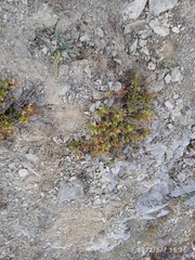 Acaena glabra
