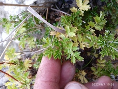 Acaena glabra