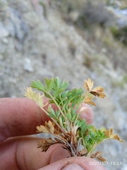 Acaena glabra
