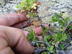 Acaena glabra