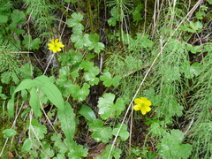 Ranunculoideae