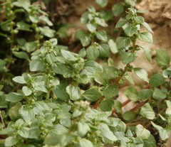 Parietaria lusitanica